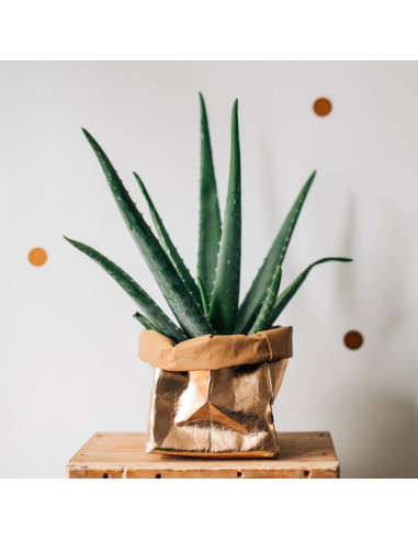 Vegan paper roll - 50 x 100 cm